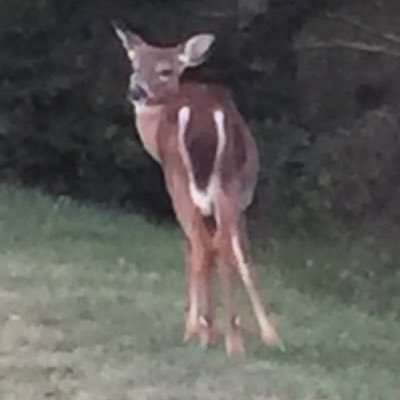 TheScriptWeaver's profile picture. 