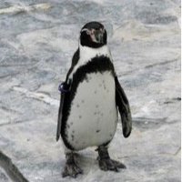 おしらせカンパニー (@oshirase_co) 's Twitter Profile Photo