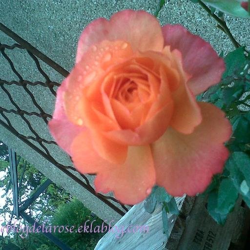 Semper rose Profile