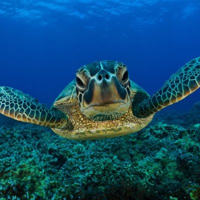 saving sea turtles one by one!