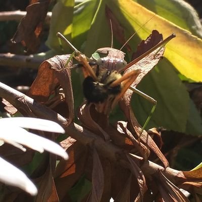 foxydandelion Profile Picture