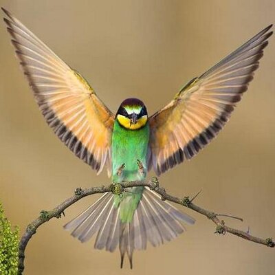 elydevia's profile image
