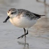 Rare Bird Alert (@rbabox) 's Twitter Profile Photo Rare Bird Alert (@rbabox) 's Twitter Profile Photo