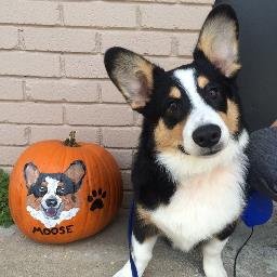 My name is Moose & I'm just a North Texas corgi wobblin' through life with my human.