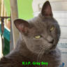 wut_nawtz's profile picture. To help pay vet bills, this space is used for shameless, free advertising. Top Rated eBay seller!! DON'T FURGET, BLACK CATS & OLDER CATS NEED HOMES TOO!