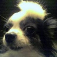 SeniorDogsRule! (@seniordogsrule) 's Twitter Profile