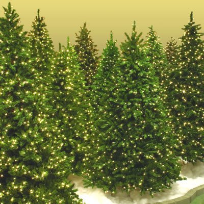 Luxury Nordmann Fir Xmas Trees. Drive Thru or Delivery. Waterloo Road,Atlantic Park,Liverpool L3 7BE. Open 10am-7pm 07902 545 645 info@drivethruxmastrees.co.uk