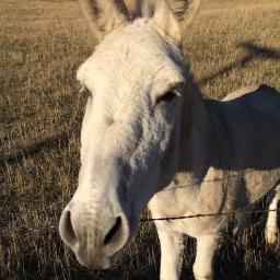 ToddTheDonkey's profile picture. I'm a serious ass, but know how to party and have a good time! #GoCougs #GoSeahawks #GoZags