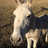 ToddTheDonkey's profile image