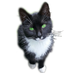 In A Cat's Eye(where all things belong to the CAT) (@inacatseyegifts) Twitter profile photo