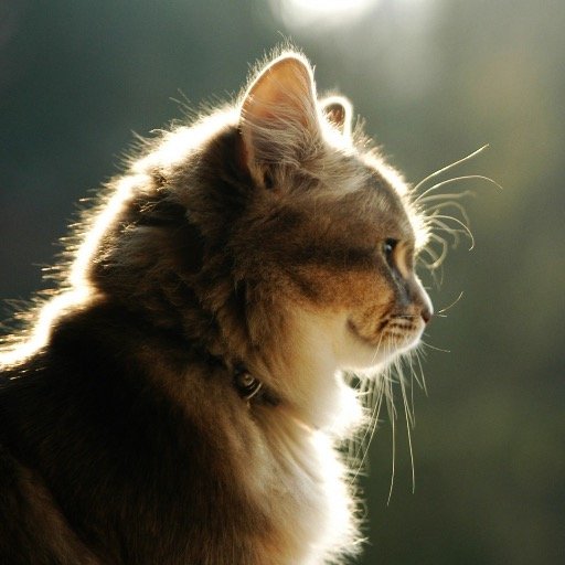 amazing2929's profile picture. D.A.S