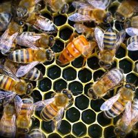 Hugh Simpson(@OspreyBeekeeper) 's Twitter Profile Photo