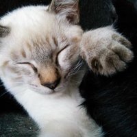 犬ぐろ (@_inuguro) 's Twitter Profile