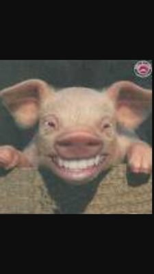 Bubububu42's profile picture. curieux,pas très diplomate, têtu , ironie et taquinerie...