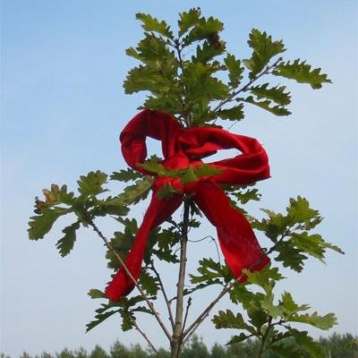 Ein Geschenk mit persönlicher Urkunde und jährlichem Waldbrief. Nachhaltiger geht´s nicht. Über 13000 Bäume in 2 neuen Wäldern wurden gepflanzt. Weitere folgen.