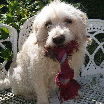 HoneyMarsden's profile picture. Blonde minature Labradoodle called Honey who is part of a pack of four, see header:-) I love playing catch & tummy rubs. Sharing the dogs choice for everything
