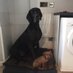 FrankandFern (@frank_and_fern) Twitter profile photo FrankandFern (@frank_and_fern) Twitter profile photo
