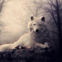 Anita Robertson (@anitaro13061126) 's Twitter Profile Photo