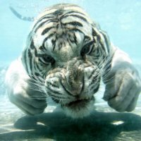Olga Safronova (@olgasafronova) 's Twitter Profile