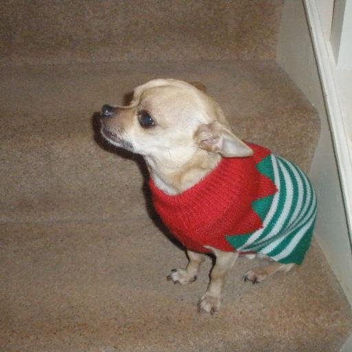 biggiefudgecake's profile picture. A boy about town ........very cute , very naughty and very spoilt ........ ......plus member of #WLF