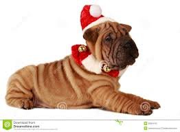 Zebulron's profile picture. Follow @ZEBSSOLO I'll actually tweet on it