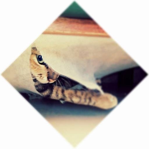 MODVIP3's profile picture. 