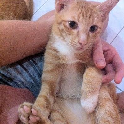 dame_katzen's profile picture. das geheime Leben der Katze