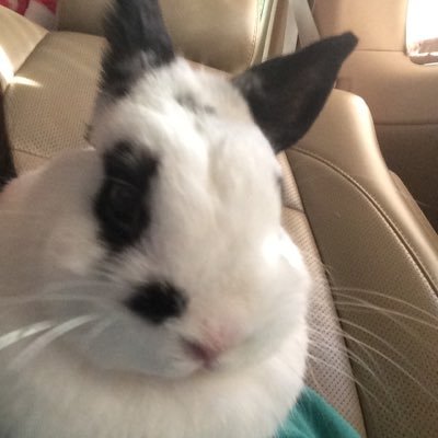 ntrillit's profile picture. 