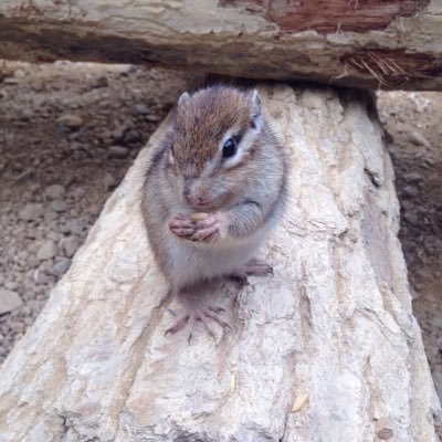 chippb's profile picture. 