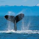 Paul Lint - @TPIRFAN - Twitter