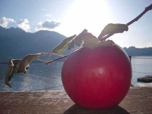 bloodydelicious's profile picture. loves: riesling, vegemite, reading GT in bed w/ a cup of tea, peonies, fluffy socks, rogan, heated seats, fishing, trees, champagne & cooking everything.......