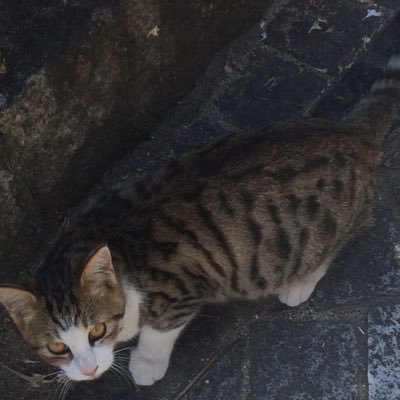 suutakeshi's profile picture. 広島、岡山より 美容師 裏垢 ヘッドスパやマッサージはエキスパートよ♡