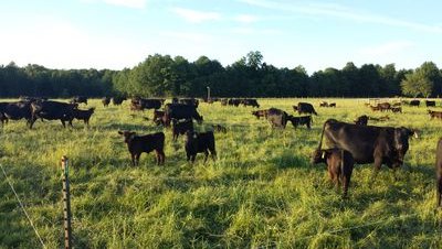 Herdsmen: @matthewscattle. Owner: Straight Shot Cattle Co. Husband, Dad(3), PSU Grad, avid hunter and Pittsburgh pro sports fan