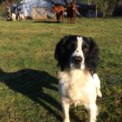 Hey! My name is Buddy! I live on a farm with all my best friends and am having the time of my life! I love running with cows, playing fetch, and sniffing stuff!