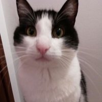 Guisla Virella (@guisla_v) 's Twitter Profile