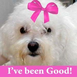 I'm Pure Bichon now OTRB, mom is a writer n senior care specialist- I have started a huge Pink Shopping Mall OTRB...never forget love and PINK