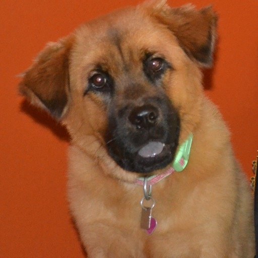 PawPawsGoodies's profile picture. Houston's Gourmet Treat Truck