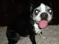We can be there for your pets when you can’t! Professional and experienced pet sitters available 7 days a week/365 days a year!
704-577-8775