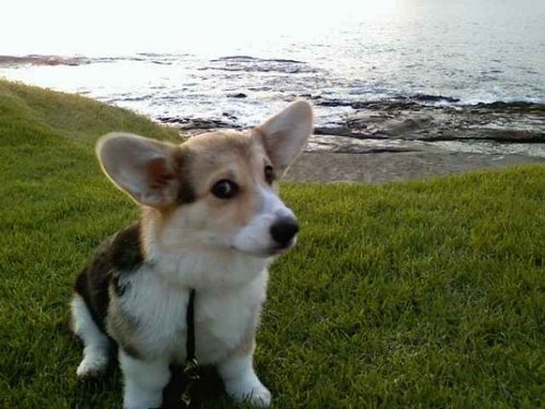 Just corg'n my way through this crazy world. Wish I was a lil bit taller, wish I was a baller ...