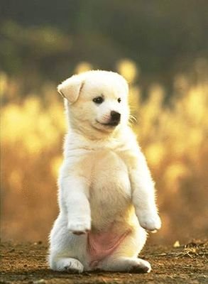 pankajguptha's profile picture. 