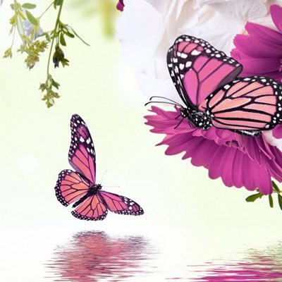 alshikah3's profile picture. ✨بنت شيخ وأخت شيوخ وأم شيخ وزوجة شيخ✨ فأينما ذكر اسم الله في بلدٍ...عددت ذاك الحمى من صلب أوطاني⭐️