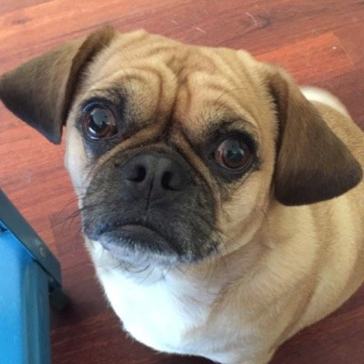 Melbourne resident; traveller and dreamer of dreams. Often exploring and seeking good eats. The honorable carer of two precocious Pug cross Cavaliers. #puglife