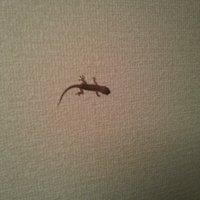 チャツね太郎 (@lddprzlu1ithjiw) 's Twitter Profile Photo