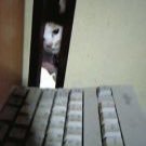 Gadou (@gadoudata) Twitter profile photo