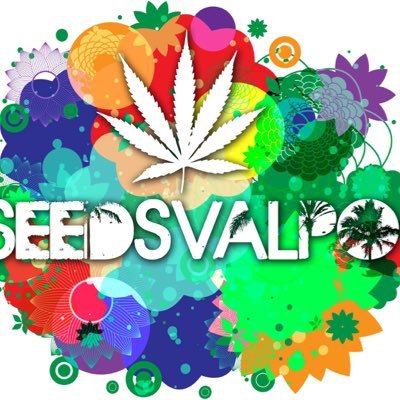 Trabajamos con los mejores bancos a nivel mundial, semillas de colección ! -- whatsapp +56 996341936, https://t.co/EyGZOa7g7T. -- info@seedsvalpo.cl