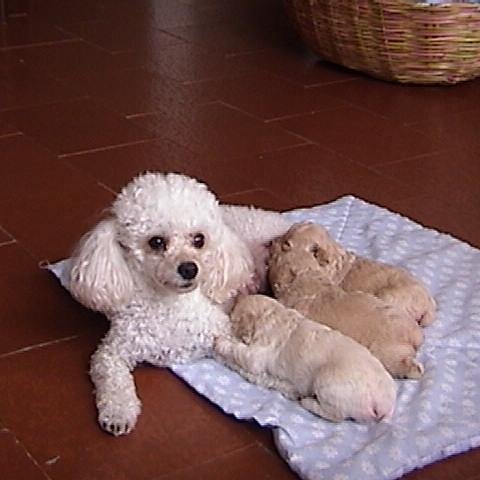 jesuscpetitb's profile picture. 