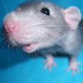 Fancy pet rat blogger and champion; promoting pet rats as the new dog!
