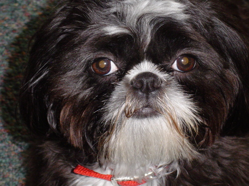 ed tech coach, one2one advocate, tech enthusiast, avid reader, dog lover, Notre Dame football
