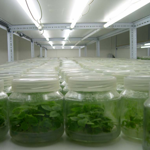 agronomyt1's profile picture. SILVANA TEANGA