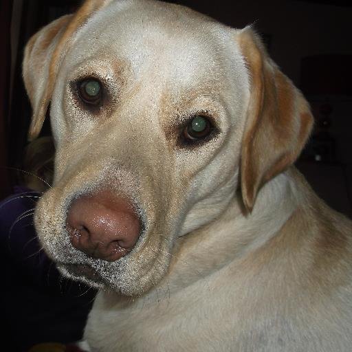 I am a gingernut who happens to love reading. I have set up my own book blog (Ginger Book Geek). I love dogs and I have 2 diva Labradors.